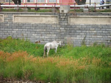 In Vatra Dornei: Ein mageres Pferd am Fluss.